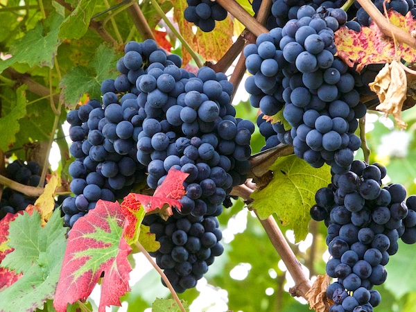 grapes